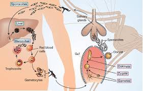 Voyez quels symptômes peuvent indiquer cette infection le paludisme est une maladie infectieuse transmise par la piqûre du moustique femelle. Knockout Malaria Vaccine Nature