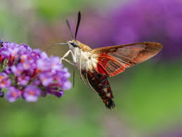 Maybe you would like to learn more about one of these? Hummingbird Clearwing Roads End Naturalist