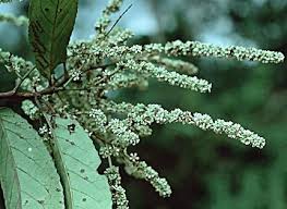 Image result for Homalium