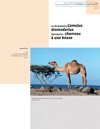 On n'a plus les mêmes repères, on ne peut pas s'orienter sans instruments. Pdf Le Dromadaire Camelus Dromedarius Synonyme Chameau A Une Bosse