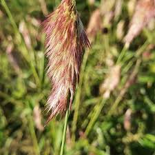 Image result for Harpachne