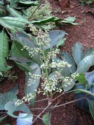 Image result for Trichoscypha lucens