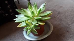 The cheapest way to grow your succulent collection is to start planting them from cuttings. Leave It Or Seperate My Succulent Baby Photo