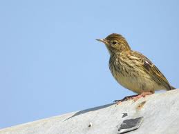 Photo Oiseau Campagne Les Plus Belles Photos Par Bonjour Nature Photo Oiseau Belle Photo Photos