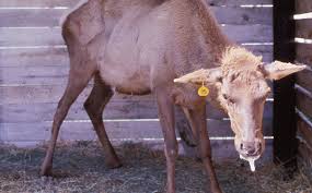 Chronic Wasting Disease Idaho Fish And Game