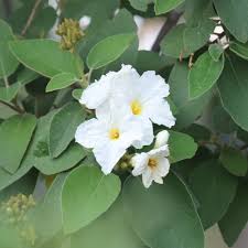 Flowers attract butterflies and hummingbirds. Mexican Olive Garden Style San Antonio