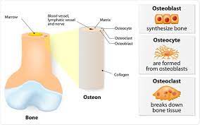 Vitamin K2 Physiological Importance And Increasing Your Intake