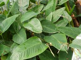 Image result for Marantochloa congensis