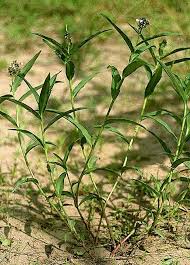 Image result for Aneilema