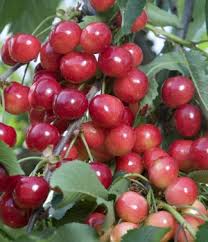 rosie rainier cherry dave wilson nursery