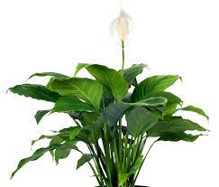 What do you write on the funeral flowers you're sending? The Meaning Behind 8 Different Types Of Popular Funeral Flowers Everplans