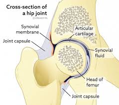 Read the first two articles, small animal thoracic radiography (september/october 2011) and small animal abdominal radiography (november/december 2011), at todaysveterinarypractice.com. Hip Dislocation And Post Operative Care In Cats Vca Animal Hospital