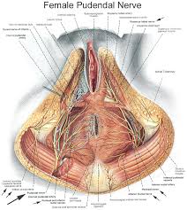 Back muscle diagram labeled muscle diagram new 50 unique diagram back muscles learn. Anatomy Of The Pudendal Nerve Health Organization For Pudendal Education