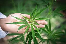 La legalización de las drogas en méxico para reducir los niveles de delincuencia causados por el jorge herrera delgado, coordinador de los diputados del pri en el congreso local, considera que la legalizacion de la marihuan es indispensable ya que no hace ningun mal y ademas de la tierra. Senado Legalizo El Consumo De Marihuana En Mexico Conoce Sus Ventajas Y Riesgos Para La Salud Saludiario