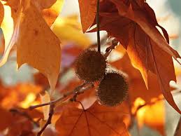 Foto gratuïta: plataner, colors, tardor, fulles, color, fulla seca, ocre |  Hippopx