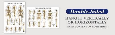 Let's begin with human drawing basics. Skeletal System Anatomical Chart Laminated Human Skeleton Anatomy Poster Double Sided 18 X 27 Amazon Com Industrial Scientific