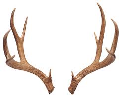 See more ideas about antlers, antlers decor i filled it with greenery, pine cones, and antler sheds. Deer Antlers By Don Farrall