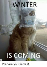 55 Funny Winter Memes That Are Relatable If You Live In The North Funny Animal Pictures Funny Animals Cute Cats