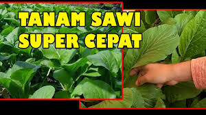 Tapi supaya tanaman menjadi jika menanam dalam bekas atau pasu ada beberapa perkara yang perlu diambil kira. Tis Cara Baru Tanam Sawi Organik Subur Murah Berkah Tomat Cabe Cheap Easy Growing Mustard Green Youtube