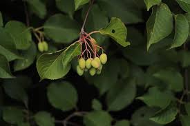 Anda bisa menggunakan berbagai jenis pensil untuk menggambarnya secara sempurna. Gratis Diarsir Foto Piqsels