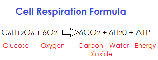 The main product of cellular respiration is atp; What Is The Purpose Of Cellular Respiration Video Lesson Transcript Study Com
