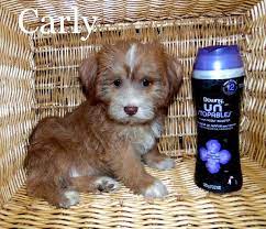 Teddy Bear Puppies For Sale In Wisconsin Find Teddy Bear Puppies For Sale In Wisconsin Minnesota And Illinois Teddy Bear Puppies Bear Puppy Puppies For Sale