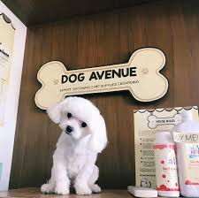 We did not find results for: 25 Best Pet Groomer Near Langkaan Cavite Philippines Facebook Last Updated May 2021