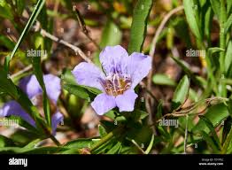 Image result for Dyschoriste radicans