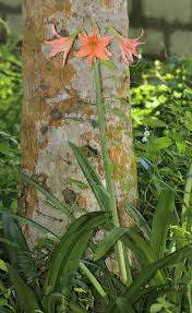 Image result for Hippeastrum puniceum