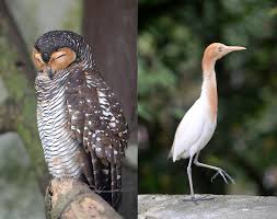 Taman burung pulau pinang (penang bird park). Peluang Tengok 3 000 Burung Terbang Bebas Taman Burung Kl Tawar Diskaun Menarik Sampai Hujung Tahun Destinasi Mstar