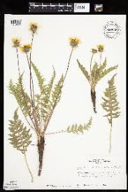 Image result for Berkheya johnstoniana