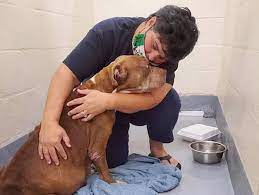 Rain pet rescue orlando fl. Crossed Paws Pet Rescue Gives Pets A Second Chance In Need Of New Building Winter Haven Sun Midfloridanewspapers Com