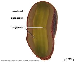 Image result for Androstachys johnsonii