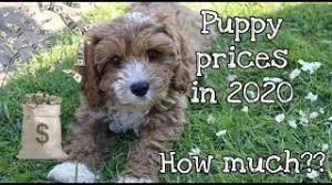 Maybe you would like to learn more about one of these? How Much Does A Cavapoo Cost In 2020 Youtube