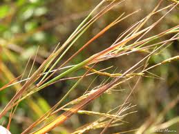 Image result for Hyparrhenia rufa