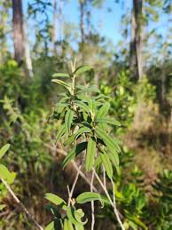 Image result for Croton longipedicellatus