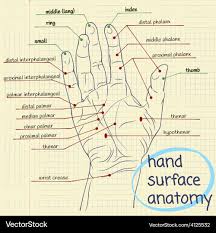 Image result for Hand Anatomy