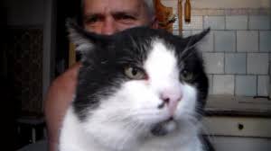 Victor is at Home with a Cat Whose Name is Chita: Gay Striptease Porn