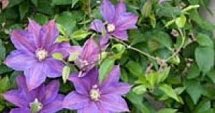 Image result for Clematis dolichopoda
