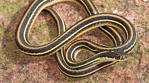Black and yellow snakes have a number of myths and misconceptions about them. Snakes Of Colorado Museum Of Natural History University Of Colorado Boulder