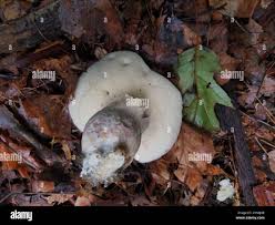 Image result for Boletus separans