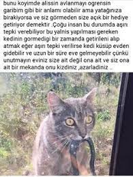 aylin ayyildiz adli kullanicinin candostlarimiz panosundaki pin kedi guzel soz
