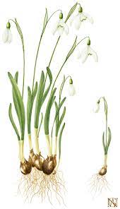 Snowdrop January Flower Flower Drawing Botanical Drawings Botanical Illustration