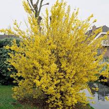 Lynwood Gold Forsythia Fast Growing Shrubs Growing Shrubs Yellow Shrubs
