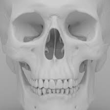 Pin On 3d Anatomy