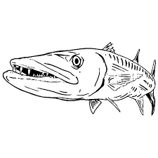 Dövme, çizim teknikleri ve çizimler hakkında daha fazla fikir görün. Sea Predator Barracuda Fish Coloring Pages Best Place To Color