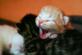 Ways to determine cat litter size prior to birth. How Long Does It Take For A Cat To Have Kittens Lovetoknow