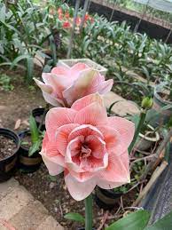 Pin De Letrungtin En Hoa Huệ Flores Bonitas Cultivo De Flores Plantas Hermosas