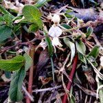 Image result for Pleurolobus