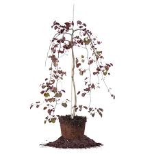Ruby falls redbud tree cercis canadensis 'ruby falls' pp22097. Ruby Falls Weeping Redbud For Sale Buy Redbud Trees Perfect Plants